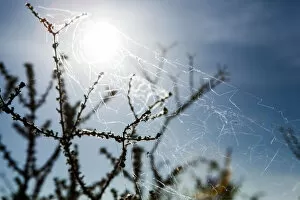 Images Dated 31st January 2017: A spider web, spiderweb, spiders web, or cobweb (from the archaic word coppe)