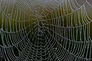 Bad Buchau Prints: Spider web with water droplets