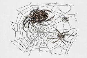 Spiders in web, image demonstrating structures strength