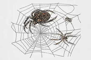 Arachnid Prints: Spiders in web, image demonstrating structures strength