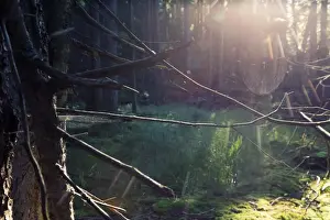 Glitter Prints: Spiderweb illuminated with sunshine in spruce forest