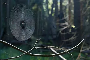 Spider Web Gallery: Spiderweb illuminated with sunshine in spruce forest