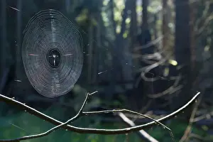 Glitter Prints: Spiderweb illuminated with sunshine in spruce forest