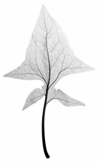 Healthy Food Collection: Spinach leaf, X-ray