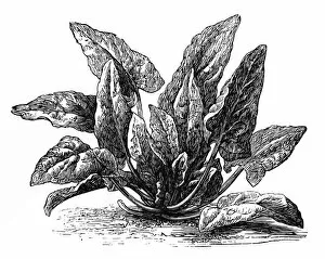 Images Dated 28th February 2016: Spinach (Spinacia oleracea)