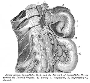 Spinal nerves engraving anatomy 1872