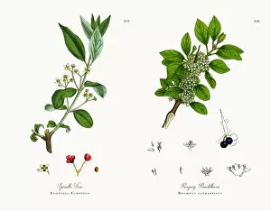Images Dated 4th December 2017: Spindle Tree, Euonyius Europeus, Victorian Botanical Illustration, 1863