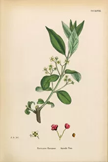 Images Dated 16th March 2017: Spindle Tree, Euonyius Europeus, Victorian Botanical Illustration, 1863