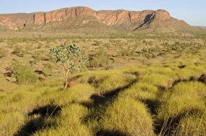 Chains Collection: Spinifex grass in the Purnululu National Park, Bungle Bungle, Australia