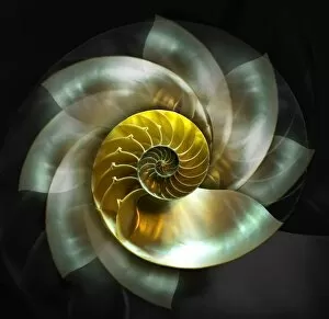 Animal Shell Collection: Spinning Nautilus