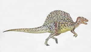 Images Dated 16th March 2006: Spinosaurus, side view