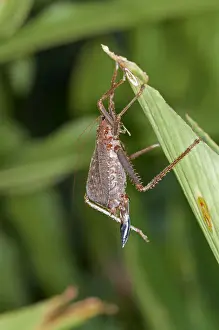 Spiny lobster Bush cricket -Panoploscelis specularis-, Katydid, female, Tiputini rain forest, Yasuni National Park, Ecuador, South America