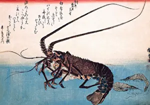 Lobster Prints: Spiny Lobster & Prawns