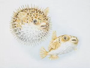 Images Dated 22nd May 2006: Spiny puffer, Diodon holocanthus, in ordinary and blown up states, side view