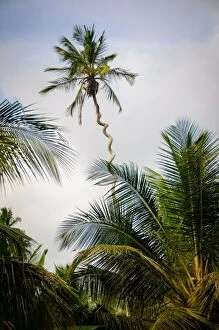 Images Dated 11th January 2010: Spiral Palm Tree
