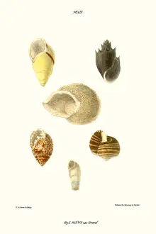 Mollusc Prints: spiral shells
