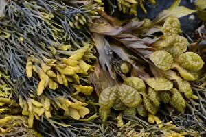 Images Dated 6th August 2014: Spiral Wrack or Flat Wrack -Fucus spiralis- and Chanelled Wrack -Pelvetia canaliculata