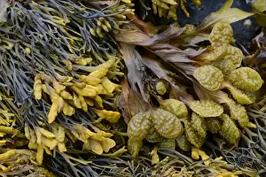 Spiral Wrack or Flat Wrack -Fucus spiralis- and Chanelled Wrack -Pelvetia canaliculata-, Departement Cotes-d?Armor, Brittany, France