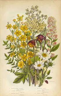 Spirea, Dropwort and Avens Victorian Botanical Illustration