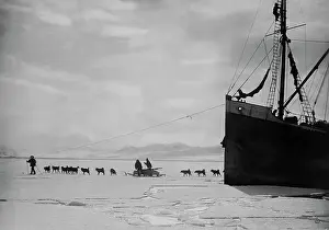 Spitsbergen Dog Team