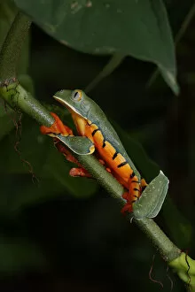 Images Dated 31st October 2015: Splendid Leaf Frog