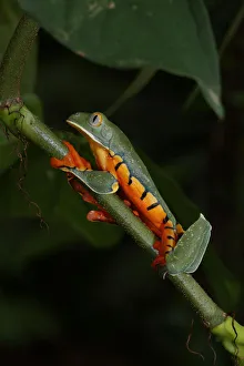 Images Dated 31st October 2015: Splendid Leaf Frog