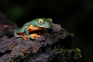 Images Dated 3rd February 2018: Splendid Leaf Frog