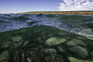 Wildest Animal Collection Prints: Split image showing Australian giant cuttlefish in shallow water and the surrounding coastline