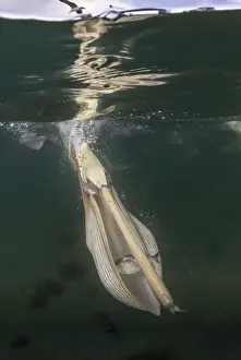 Split level view of a Brown pelican feeding on fish scraps discarded by fishermen