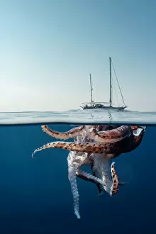 Images Dated 27th July 2018: Split level view of an injured giant squid floating at the surface with a research yacht