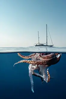 Split level view of an injured giant squid floating at the surface with a research yacht