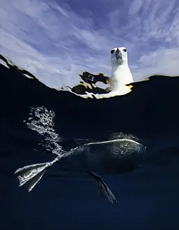Wildest Animal Collection Prints: Split view of a black browed albatross floating on the waters surface, New Zealand