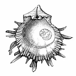 Mollusk Collection: Spondylus gaederopus seashell conch shell