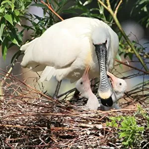 Images Dated 19th July 2015: Spoonbill Motherly Care
