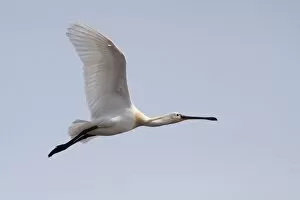 Images Dated 24th April 2011: Spoonbill -Platalea leucorodia- in flight, Texel, The Netherlands