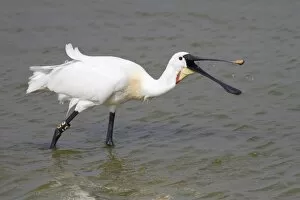 Images Dated 9th May 2012: Spoonbill -Platalea leucorodia- foraging, Texel, The Netherlands