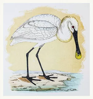 The History of British Birds by Morris Collection: Spoonbill shorebird