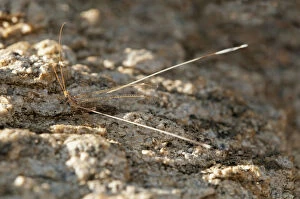 Images Dated 11th November 2010: Spoonwing Lacewing -Nemeura gracilis-, Goegap Nature Reserve, Namaqualand, South Africa, Africa