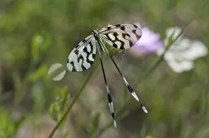 Spoonwing, lacewing -Nemoptera sinuata-, near Lake Kerkini, Greece, Europe