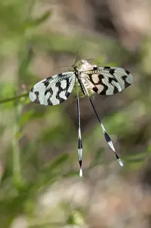 Kerkini Prints: Spoonwing -Nemoptera sinuata-, Lake Kerkini region, Greece, Europe