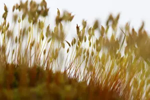 Spore capsules of moss, Republic of Ireland, Europe