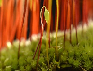 Images Dated 29th March 2013: Sporophyte of Creeping feather-moss -Amblystegium serpens-, Stuttgart, Baden-Wurttemberg, Germany
