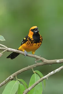 Images Dated 14th June 2015: Spot-breasted Oriole
