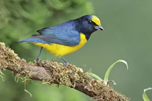 Images Dated 1st November 2015: Spot-crowned Euphonia