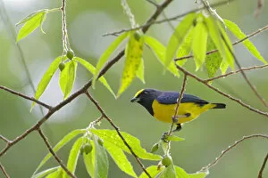Images Dated 19th February 2017: Spot-crowned Euphonia (Euphonia imitans)