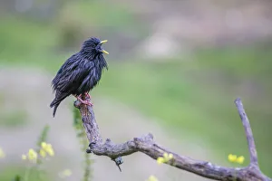 Images Dated 8th April 2013: Spotless Starling -Sturnus unicolor-, Extremadura, Spain