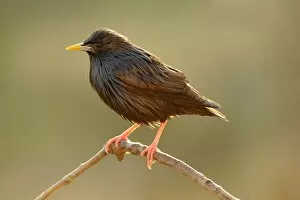 Images Dated 30th March 2011: Spotless Starling -Sturnus unicolor-, perched on twig in the early morning light