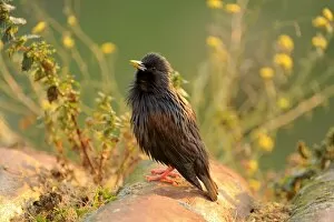Images Dated 30th March 2011: Spotless Starling -Sturnus unicolor-, perched on roof tile