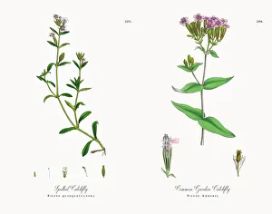 Images Dated 21st November 2017: Spotted Catchfly, Silene quinquevulnera, Victorian Botanical Illustration, 1863