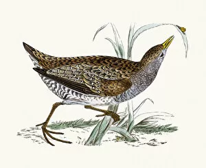 Images Dated 9th June 2016: Spotted Crake